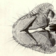 Illustration for article titled 110 Years Ago, These Microscopic Photos Horrified Londoners
